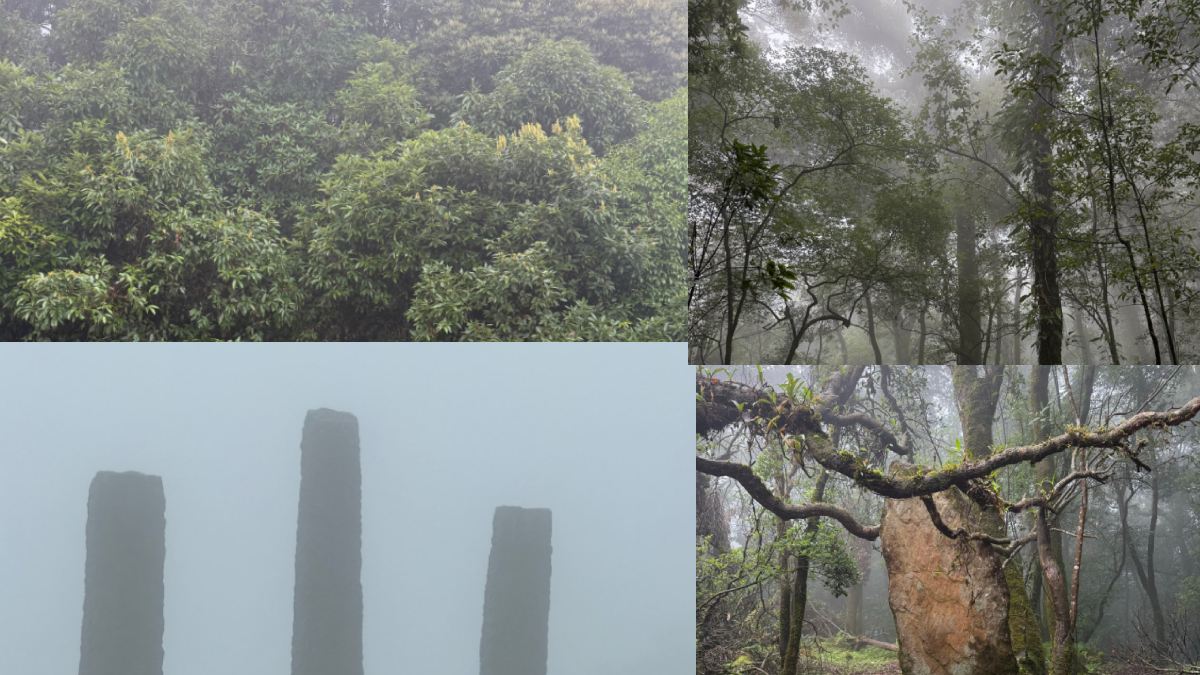 Top Nature & Forest Travel Destinations in India for an Unforgettable Wilderness Experience